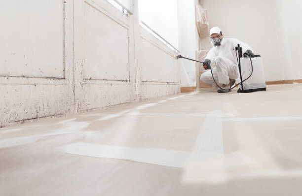 Black mold remediation team in Lowell